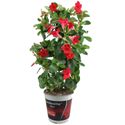 Afbeelding van Kp19 Sundaville Rek Rood